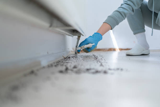 Flea Control Services in Blue Grass, IA